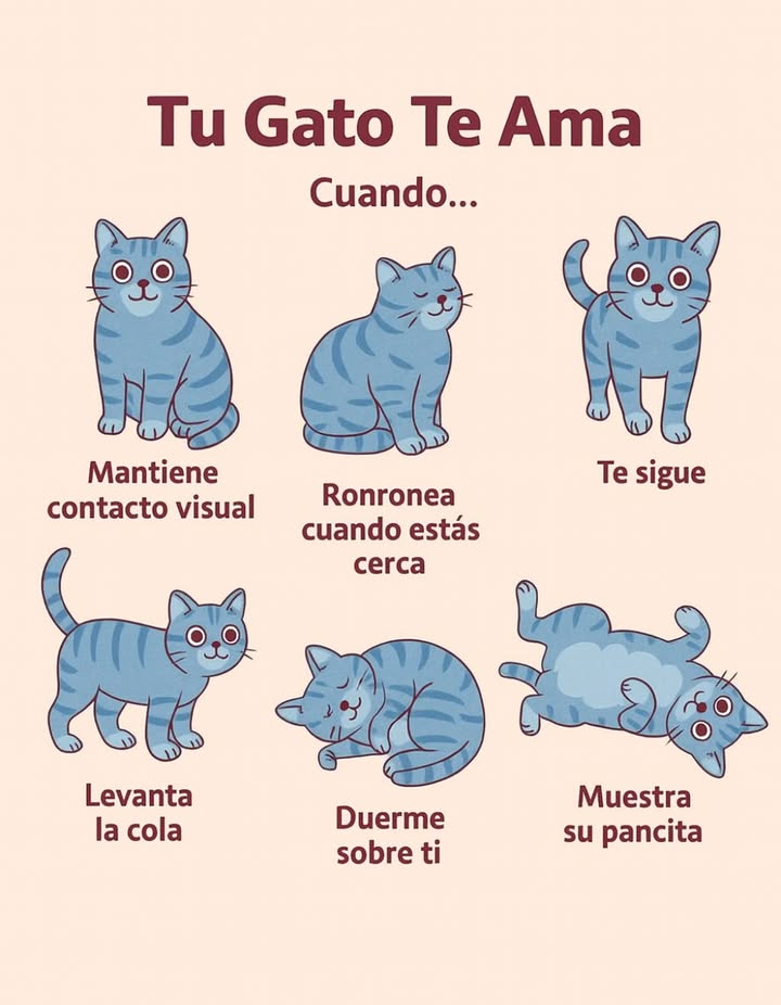 Tu Gato Te Ama: Señales Claras de Cariño 

 Mantiene contacto visual  Mirarte fijamente es una muestra de confianza y afecto.
 Ronronea cuando estás cerca  El ronroneo es una expresión de comodidad y felicidad.
 Te sigue  Caminar detrás de ti demuestra apego y necesidad de compañía.
 Levanta la cola  Una cola erguida indica alegría y saludos amistosos.
 Duerme sobre ti  Descansar sobre tu cuerpo es una señal de total confianza.
 Muestra su pancita  Exponer el abdomen es una demostración de vulnerabilidad y cariño.

 Estas conductas reflejan que tu gato se siente seguro y amado a tu lado.