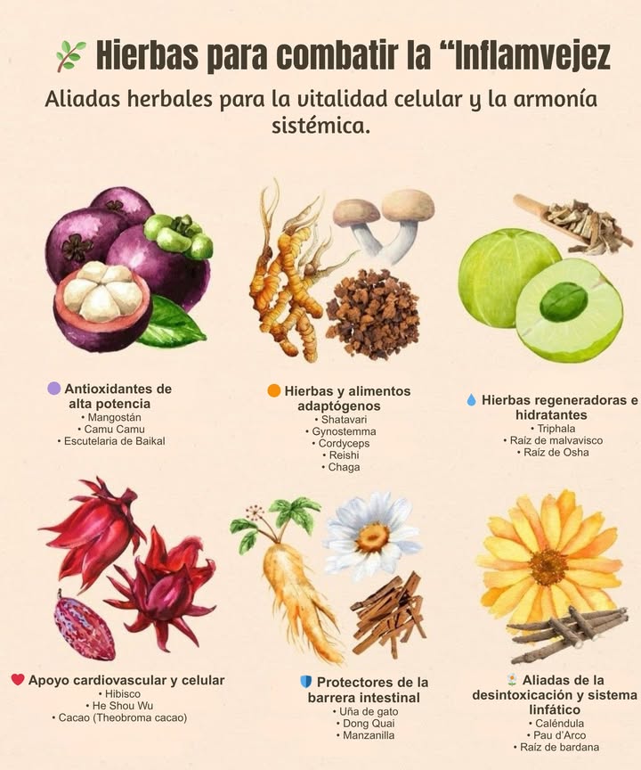 Hierbas para combatir la Inflamvejez
Apoyo herbal natural para mantener la vitalidad celular y el equilibrio sistémico.

 Antioxidantes de alta potencia
Los antioxidantes ayudan a reducir el daño oxidativo, protegen las células del envejecimiento prematuro y contribuyen a una respuesta inflamatoria equilibrada.

 Hierbas y alimentos adaptógenos
Adaptógenos que apoyan el sistema endocrino, regulan el cortisol y mejoran la capacidad del cuerpo para responder al estrés físico y emocional.

 Hierbas regeneradoras e hidratantes
Ayudan a calmar las mucosas, suavizar tejidos internos y favorecer una regeneración profunda, especialmente en contextos de inflamación crónica.

 Apoyo cardiovascular y celular
Favorecen la circulación sanguínea, el tono vascular y la oxigenación celular, mientras aportan polifenoles con acción antioxidante.

 Protectores de la barrera intestinal
Fortalecen el sistema digestivo, calman la inflamación intestinal y promueven la integridad de la barrera intestinal, clave para la inmunidad.

 Aliadas de la desintoxicación y sistema linfático
Estimulan la función del sistema linfático y el hígado, apoyando los procesos naturales de depuración del organismo.