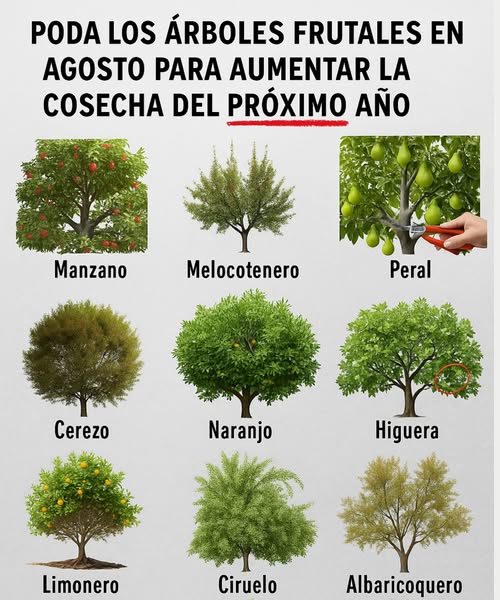 Agosto es el momento ideal para realizar un corte estratégico de verano en tus árboles frutales! Si buscas una cosecha más saludable y abundante la próxima temporada, aquí te explicamos qué podar y por qué es crucial 1. Manzano Razón: Abre el dosel para aumentar la luz y da forma al crecimiento futuro. Poda: Elimina ramas cruzadas, brotes de agua y ramas débiles. 2. Durazno Razón: Promueve la madera fructífera y disminuye la presión de enfermedades. Poda: Retira brotes verticales brotes de agua y ramas que se extienden demasiado. 3. Peral Razón: Mejora el flujo de aire y evita la ruptura de ramas. Poda: Remueve chupadores en la base y el crecimiento denso en el interior. 4. Cerezo Razón: Mantiene el árbol compacto y productivo. Poda: Elimina ramas cruzadas, madera muerta y pequeños brotes verticales. 5. Naranjo Razón: Promueve una maduración uniforme de la fruta y ayuda en el control de enfermedades. Poda: Retira ramitas muertas, ramas internas enredadas y brotes débiles. 6. Higuera Razón: Previene el hacinamiento y mantiene la energía centrada. Poda: Elimina ramas que crecen hacia adentro y chupadores en la base. 7. Limón Razón: Fomenta un buen flujo de aire y mantiene una forma compacta. Poda: Retira ramas inferiores, chupadores y madera muerta. 8. Ciruelo Razón: Fortalece la estructura del árbol y previene el crecimiento desmedido. Poda: Aclara ramas abarrotadas y retira madera dañada. 9. Albaricoquero Razón: Mejora la penetración de luz y promueve una mayor producción de fruta para el año siguiente. Poda: Elimina brotes de agua y ramas viejas en el interior.
