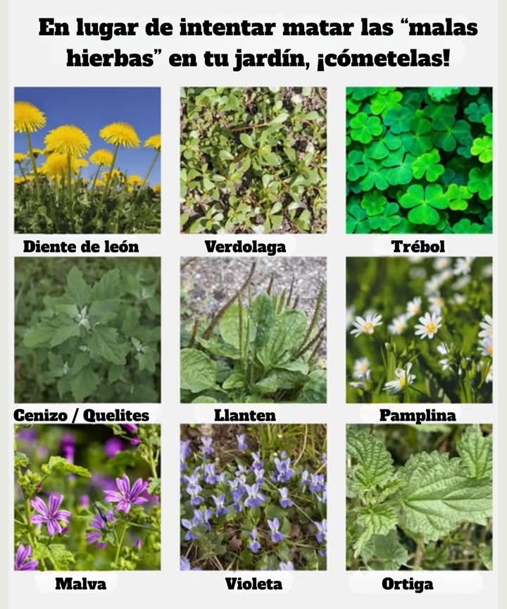 9 Hierbas Comestibles que Vale la Pena Tener en Tu Jardín Los superalimentos gratuitos de la naturaleza, llenos de sabor, vitaminas y resistencia! Diente de león Verduras amargas ricas en hierro y vitamina A; las raíces hacen té detox. Verdolaga Hojas jugosas cargadas de omega-3; excelente en ensaladas o salteados. Trébol Suave y a nuez; flores y hojas se pueden preparar en té. Cuartos de cordero Sustituto de espinacas alto en calcio y proteína. Plátano Hojas jóvenes tiernas que calman la inflamación cuando se comen o se usan tópicamente. Hierba gatera Verde crujiente y delicado que combina maravillosamente en sándwiches. Malva Hojas y flores comestibles con una textura suave, parecida a la okra. Violeta Flores dulces y comestibles ricas en vitamina C; ideales para decorar. Ortiga Las hojas cocidas saben a espinaca y son ricas en hierro y magnesio. Consejo: Siempre cosecha de áreas limpias, libres de pesticidas; tus hierbas podrían ser tus verduras más saludables!