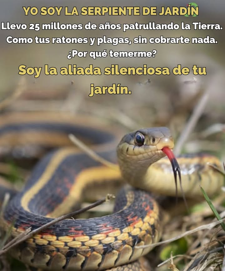 SERPIENTES DE CINTA: El escuadrón de control de plagas de la naturaleza! - Eliminación gratuita de plagas: Come más de 100 babosas, larvas y ratones al año! - No se necesitan químicos, solo control de plagas natural. - Mantiene las poblaciones de ratas bajo control y previene brotes de pulgones. HÉROES DEL ECOSISTEMA: - Alimento para halcones, búhos y zorros. - Dispersa semillas y controla especies invasoras. - Prosperan en composttu aireador de suelo natural! INOFENSIVAS Y TÍMIDAS: - No son venenosas y atacan solo si se sienten amenazadas. - Les encanta esconderse entre el mantillo y troncos. AMENAZADAS POR EL MIEDO: - Muertas por cortadoras de césped y pérdida de hábitat. - Confundidas con serpientes venenosasayuda a crear conciencia! PROTEGE A TUS GUARDIANES DEL JARDÍN: 1. Deja de usar pesticidas! 2. Deja pilas de troncos o muros de piedras para refugio. 3. Enseña a los niños que soy un amigo, no un enemigo! 4. Revisa el compost antes de cavar. 5. Si me ves, sonríetu jardín está saludable! Tu jardín no necesita venenonecesita vida!