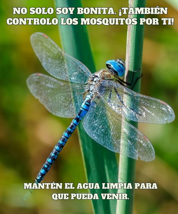 栗 Libellulidae: La libélula Voladoras elegantes y cazadoras de mosquitos Símbolos de humedales saludables Por qué conservarlas? Se alimentan de mosquitos e insectos pequeños Favorecen la biodiversidad Consejo: Mantén los estanques limpios y cultiva plantas acuáticas