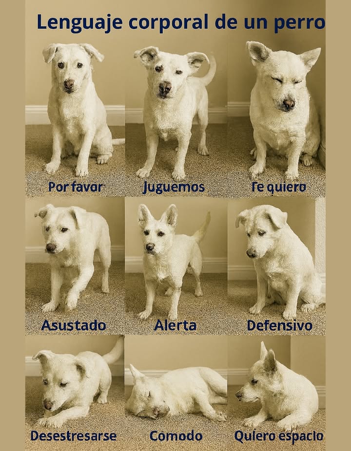 Lenguaje corporal canino Es la forma principal de comunicación: posturas, movimientos y gestos que expresan alegría, miedo, inseguridad, curiosidad y estrés. Por qué importa Refuerza el vínculo. Evita malentendidos y castigos. Previene conflictos. Ayuda a detectar dolor/enfermedad. Señales clave Postura: Relajada: cuerpo suelto, cola natural tranquilidad. Alerta: cuerpo erguido, orejas al frente atención. Defensiva/temerosa: rígido, cola entre patas miedo/amenaza. Cola: alta y moviéndose alegría; entre patas miedo; rígida/lenta alerta posible agresividad; a media altura suave calma/expectativa. Orejas: adelante curiosidad; atrás/pegadas miedo/dolor/sumisión; movimiento constante exploración. Ojos: relajados/parpadeo lento calma; mirada fija reto/incomodidad; evita la mirada sumisión. Errores comunes Creer que mover la cola siempre es alegría. Ignorar bostezos/lamidos. Forzar contacto si está incómodo. No valorar el contexto. Consejos rápidos Verano: jadeo fuerte y patas abiertas necesita fresco. Invierno: temblores/postura encorvada frío no siempre miedo. En casa: panza arriba confianza/juego; esconderse busca calma. En la calle: alerta peligro; rígido ante otro perro prudencia.