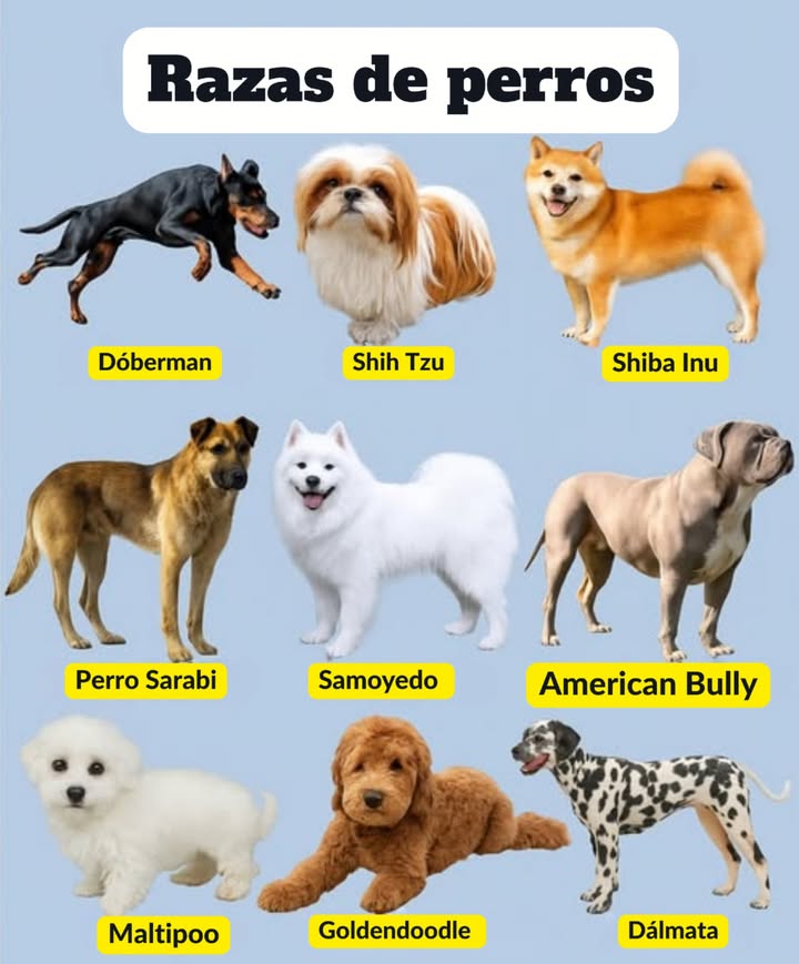 9 Razas de Perros Populares que Amarás 1. Dobermann El Guardián Intrépido Conocidos por su lealtad, inteligencia y naturaleza protectora, los Dobermann son excelentes perros guardianes y compañeros familiares. 2. Shih Tzu El Perro de Compañía Real Con sus lujosos abrigos y dulces personalidades, los Shih Tzus son compañeros afectuosos perfectos para vivir en apartamentos. 3. Shiba Inu El Espíritu Independiente Estos perros semejantes a zorros son seguros, audaces y llenos de personalidad. Les encanta la aventura, pero valoran su independencia. 4. Perro Sarabi El Poderoso Protector Una raza rara y poderosa, los perros Sarabi son fuertes, valientes y profundamente leales a sus familias. 5. Samoyedo La Bola de Peluche Sonriente Conocidos por su "sonrisa Sammy", los Samoyedos son amigables, juguetones e increíblemente esponjosos, lo que los convierte en excelentes perros familiares. 6. American Bully El Musculoso Gentil A pesar de su físico musculoso, los American Bullies son cariñosos, amables y les encanta estar cerca de las personas. 7. Maltipoo El Pequeño Dulzón Una mezcla de Maltés y Poodle, los Maltipoos son adorables, abrazables e hipoalergénicosperfectos para quienes desean una mascota que no suelte pelo. 8. Goldendoodle El Osito Juguetón Un cruce entre un Golden Retriever y un Poodle, los Goldendoodles son inteligentes, amigables y geniales con los niños. 9. Dálmata La Estrella Manchada Famosos por sus manchas únicas, los Dálmatas son enérgicos, inteligentes y aman las actividades al aire libre. Desde protectores audaces hasta bolas de peluche abrazables, hay un perro perfecto para cada corazón.