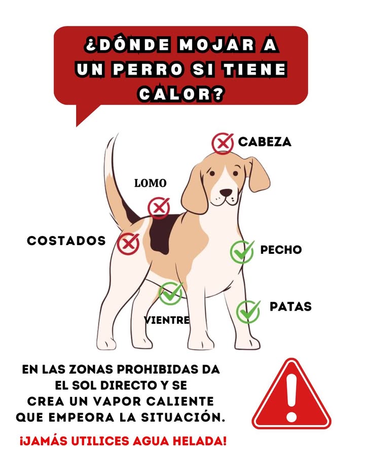 Cómo refrescar correctamente a tu perro en días de calor 

Cuando las temperaturas suben, es fundamental ayudar a tu perro a mantener su cuerpo fresco sin causarle un shock térmico.

 Zonas seguras para mojar:

Pecho: ayuda a regular la temperatura interna.

Vientre: zona clave para refrescar el cuerpo.

Patas: enfrían rápidamente la circulación sanguínea.

 Zonas que no deben mojarse:

Cabeza, lomo y costados, ya que el sol directo puede crear vapor caliente y empeorar la situación.

 Importante: nunca uses agua helada; utiliza agua fresca o a temperatura ambiente para evitar un cambio brusco de temperatura.

 Un enfriamiento adecuado puede prevenir el golpe de calor y mantener a tu perro sano y feliz durante el verano.

#CómoRefrescarAPerro #CalorPerro  #AmorPerruno