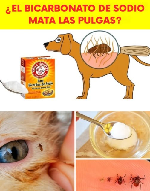 Cómo deshacerse de las pulgas en tu gato o perro utilizando métodos sencillos y naturales 殺 1. Baño con jabón neutro: Lava a tu mascota con agua tibia y un jabón neutro como jabón para bebés o jabón de castilla. Las pulgas se soltarán fácilmente con el agua, y el jabón ayudará a eliminarlas. Utiliza un peine antipulgas para retirar las pulgas muertas del pelaje. 2. Vinagre de manzana: Combina partes iguales de agua y vinagre de manzana en un pulverizador. Rocía suavemente el pelaje de tu mascota, evitando la zona de los ojos. El aroma y la acidez del vinagre son efectivos para repeler pulgas. 3. Spray de limón: Hierve rodajas de limón en agua, deja enfriar y cuela la mezcla. Rocía a tu mascota con esta solución natural, ya que el limón posee propiedades repelentes. 4. Aceites esenciales con precaución: Los aceites de lavanda, citronela o eucalipto pueden ser útiles para mantener alejadas a las pulgas, pero deben usarse diluidos unas gotas en agua y nunca en gatos, ya que son sensibles a muchos aceites esenciales. 識 5. Limpieza profunda del hogar: Aspira alfombras, muebles y lava las camas de tus mascotas con agua caliente. Aplica bicarbonato de sodio o sal en las alfombras antes de aspirar para deshidratar las pulgas y sus huevos. 6. Tierra de diatomeas: Espolvorea tierra de diatomeas de grado alimenticio en las áreas donde suele estar tu mascota. Este producto es natural y elimina las pulgas al deshidratarlas, pero asegúrate de que tu mascota no lo inhale. #EliminarPulgas #MascotasFelices #FleasBeGone