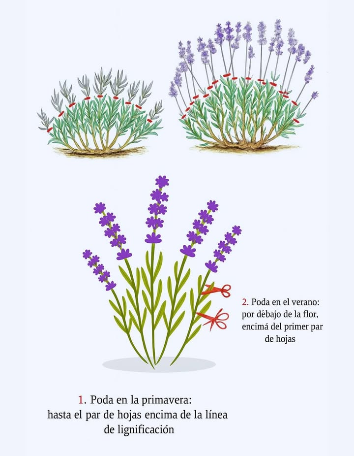 Los esenciales para podar la lavanda Podar la lavanda es indispensable para mantenerla hermosa, floreciente y saludable. Aquí tienes una pequeña guía simple y efectiva para lograr esta etapa sin estrés. 1 Por qué podar? Esto estimula un crecimiento denso, evita que la planta se vuelva leñosa y fomenta más flores durante más tiempo. 2 Cuándo podar? En primavera marzo/abril, antes de que comience la vegetación, acorta de un tercio a la mitad. En verano julio/agosto, después de la primera floración, poda nuevamente alrededor de la mitad. Evita el otoño debido al riesgo de heladas. 3 Cómo podar? Utiliza siempre herramientas limpias y bien afiladas. Corta solo en la madera verde, elimina las ramas muertas y nunca podas en la madera vieja. Solo en clima seco! 4 Cosechar y secar la lavanda Cosecha justo antes de la plena floración, en julio. Corta los tallos florales a unos 10 cm por debajo de los botones, luego cuélgalos en ramos boca abajo, en un lugar sombreado y ventilado. 5 Evitar errores clásicos No cortes demasiado profundo en la madera vieja, no retrases la poda de un año para otro y evita usar herramientas desafiladas o sucias. 6 Los beneficios de un mantenimiento regular Disfrutarás de una lavanda más compacta, más resistente a enfermedades y con flores generosas cada temporada. Con estos gestos simples, tu lavanda se mantendrá espléndida y perfumará tu jardín año tras año!