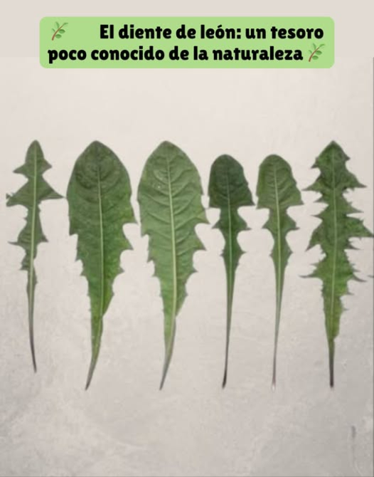 El diente de león: un tesoro poco conocido de la naturaleza Investigaciones recientes han revelado que la raíz del diente de león ejerce una acción sorprendente sobre ciertas células leucémicas humanas, pudiendo eliminar hasta un 96 % en solo 48 horas, mientras estimula el crecimiento de las células sanas. El Dr. Hamm y su equipo observaron que, tras 24 horas de exposición al extracto de raíz, las células tumorales comenzaban a destruirse. El té de diente de león actúa atacando las células enfermas y restableciendo el equilibrio natural del organismo. Otros beneficios del diente de león hojas y raíces Anemia: aporta hierro, vitaminas del grupo B y proteínas que favorecen la formación de glóbulos rojos. Huesos fuertes: su contenido en calcio, vitamina C y luteolina ayuda a proteger el sistema óseo del envejecimiento. Diabetes: estimula de forma natural la producción de insulina por el páncreas. Vías urinarias: previene cistitis, trastornos renales e infecciones urinarias. Hígado: favorece la secreción biliar, mejora la digestión y reduce la inflamación. Digestión: estimula el apetito, equilibra la flora intestinal y mejora el tránsito. Piel: su acción alcalina y desinfectante ayuda a tratar eczemas, hongos, herpes e irritaciones cutáneas. El diente de león representa la fuerza de los remedios naturales, combinando propiedades curativas, depurativas y protectoras. Un aliado de la salud, sencillo y poderoso, que crece en cualquier jardín.