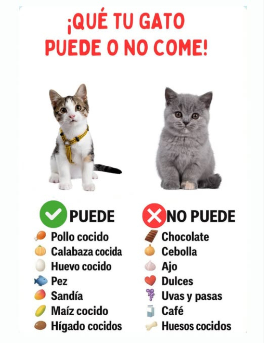 Cuida la salud de tu gato con una buena alimentación! Puede comer: pollo cocido, pescado, huevo, calabaza, sandía, maíz, hígado y hasta un poco de mango. No debe comer: chocolate, cebolla, ajo, dulces, uvas, café, leche ni huesos cocidos. Una dieta adecuada es clave para que tu michi viva fuerte, feliz y sano. #GatosFelices #CuidadosDeGatos #AmorAnimal