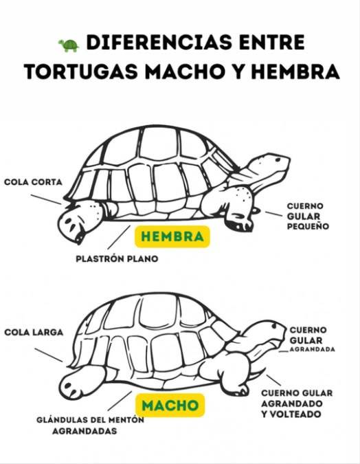 Diferencias entre Tortugas Macho y Hembra Las tortugas presentan diferencias físicas que permiten distinguir su sexo. La hembra tiene la cola corta, el plastrón plano y un cuerno gular pequeño. Estas características facilitan la postura de huevos y la movilidad dentro del nido. El macho, en cambio, posee cola larga, plastrón cóncavo para facilitar la reproducción, glándulas del mentón agrandadas y cuerno gular más grande y volteado. Estas adaptaciones están relacionadas con su comportamiento territorial y reproductivo. Conocer estas diferencias es esencial para un cuidado adecuado, el manejo responsable y la conservación de estas especies. #Tortugas #DiferenciasSexuales