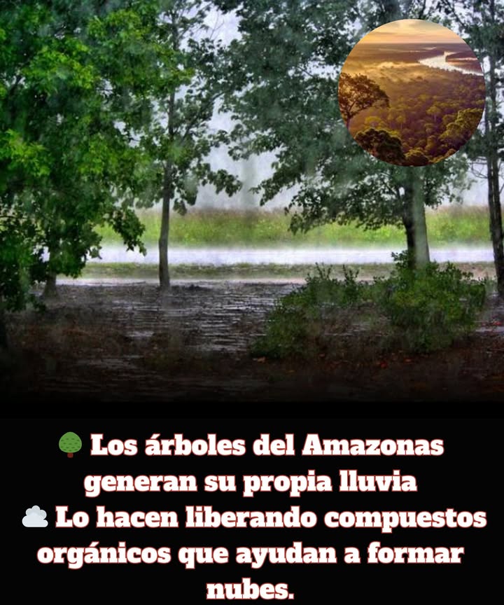 En la Amazonía, los árboles juegan un papel crucial en la formación de los "ríos voladores", que son vastos flujos de vapor de agua en la atmósfera. Estos se generan a través de la evapotranspiración de la selva, donde los árboles liberan vapor por medio de sus hojas. Este vapor se combina con la humedad del océano Atlántico y es transportado por los vientos alisios hacia los Andes y otras zonas, influyendo en el clima y el ciclo del agua. Los ríos voladores transportan más agua que el propio río Amazonas y tienen un impacto significativo en la lluvia y el clima de Sudamérica, lo cual es esencial para la Amazonía, la agricultura circundante y la vida de muchas personas en la región.