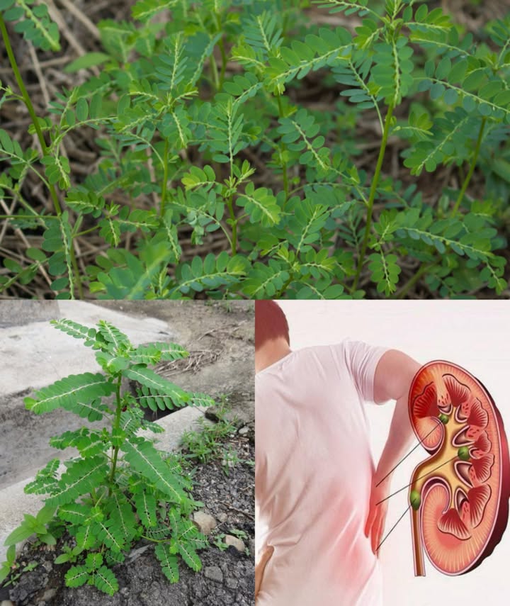 Rompepiedras: el aliado herbal contra los cálculos renales 直 Durante siglos, el Phyllanthus niruri conocido como chancapiedras o planta trituradora ha sido valorado por su poder natural para disolver y prevenir cálculos renales, ofreciendo alivio sin efectos químicos agresivos. 直 Acciones clave del Rompepiedras Disuelve cálculos: rompe cristales de oxalato de calcio. Diurético suave: aumenta la eliminación de orina y facilita el paso de pequeñas piedras. Antiinflamatorio natural: calma el tracto urinario. Previene la formación: inhibe la cristalización de minerales. 3 formas de consumir el Rompepiedras 1 Té medicinal 1 cdita de hojas secas 1 taza de agua Hervir 10 minutos, colar y beber 23 veces al día durante 2 semanas. 2 Jugo fresco Licuar un puñado de hojas con taza de agua Colar y beber 1 cucharada 2 veces al día. 3 Polvo casero Secar hojas y tallos, triturar hasta obtener polvo fino Tomar 1 cdita mezclada con agua tibia o té, 1 vez al día. Precauciones Consulta médica si estás embarazada, en lactancia o bajo tratamiento. No exceder las dosis para evitar deshidratación. Hidratación constante: clave para expulsar toxinas y piedras. Phyllanthus niruri es una joya de la medicina ancestral que cuida tus riñones con suavidad, eficacia y tradición. Ideal para prevenir y aliviar, sin efectos invasivos.