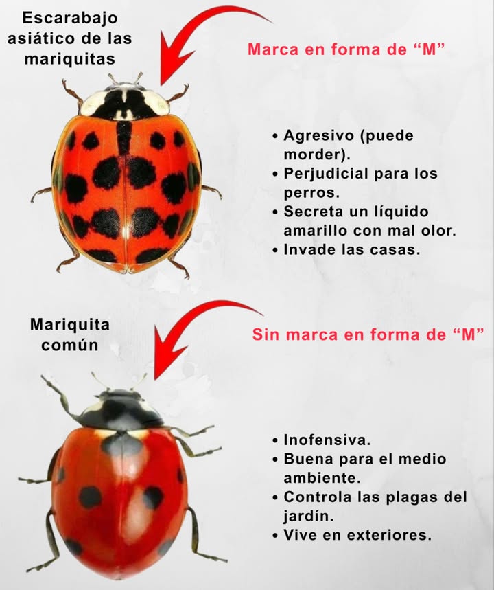 Escarabajo asiático vs. Mariquita común Escarabajo asiático marca en forma de M Agresivo, puede morder Perjudicial para los perros Secreta líquido amarillo con mal olor Invade las casas Mariquita común sin marca en forma de M Inofensiva Beneficiosa para el medio ambiente Controla plagas en el jardín Vive en exteriores