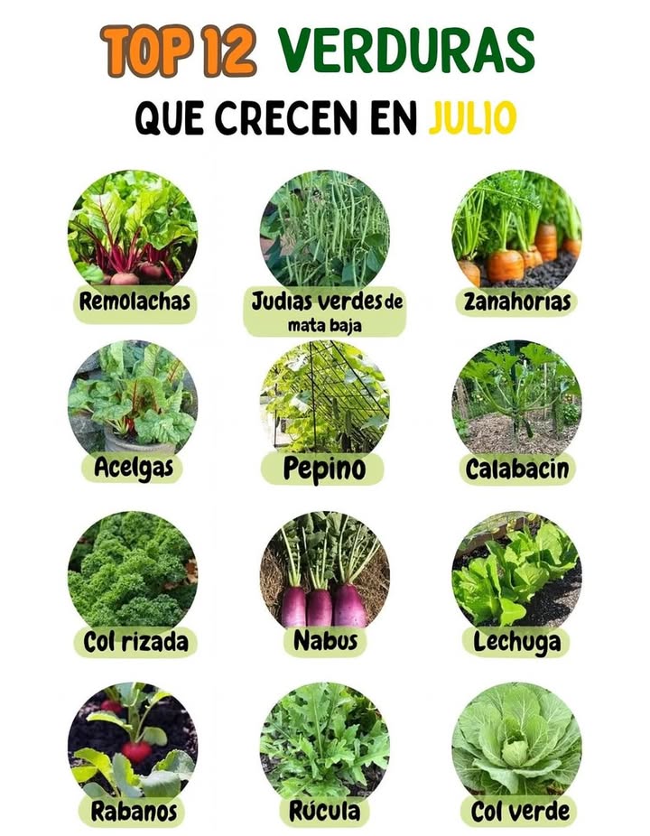12 Verduras que crecen bien en julio Cultivos ideales para climas cálidos y huertos de verano. 凌 Remolachas Se desarrollan bien en suelos frescos y aireados. Judías verdes de mata baja Rápido crecimiento y buena producción. 凌 Zanahorias Prefieren suelos sueltos y bien drenados. Acelgas Resistentes al calor y fáciles de mantener. 勒 Pepino Necesita sol directo y riego constante. Calabacín Produce frutos generosos en poco tiempo. 塞 Col rizada Se adapta bien al calor si se riega con frecuencia. Nabos Crecen rápido y son fáciles de cosechar. 塞 Lechuga Requiere sombra parcial y humedad. Rábanos Cosecha rápida y perfectos para espacios pequeños. Rúcula Ideal para climas templados y suelos ligeros. 塞 Col verde Necesita espacio y buen riego en verano.