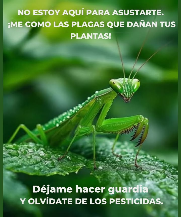 Mantidae: La Mantis Religiosa Cazadora experta de insectos nocivos Icónica por su postura de "oración" Por qué tenerla cerca? Devora escarabajos, orugas y moscas Control de plagas orgánico Consejo: Cultiva pastos altos y arbustos