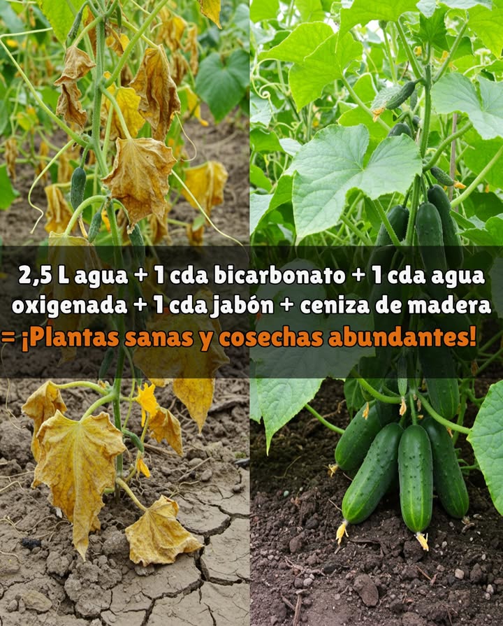 Hasta los pepinos casi muertos volverán a crecer con este truco! 勒 Hojas amarillas, tallos mustios o sin frutos? No te rindas: esta solución natural revive plantas débiles y previene enfermedades. 離 Prepara este tónico 10 L agua: 1 cda bicarbonato de sodio 1 cda peróxido de hidrógeno al 3 % 1 cda jabón líquido suave biodegradable 1 cda ceniza de madera opcional, potasio 華 Modo de uso: Remueve hasta disolver Riega la base de las plantas por la mañana temprano o al atardecer Repite 1 vez por semana o cuando necesiten un refuerzo Por qué funciona: Aporta oxígeno a las raíces Combate hongos y bacterias Refuerza la inmunidad Favorece floración y frutos Consejo extra: Añade compost o mantillo para mejorar el suelo a largo plazo. Resultados en 2448 h: Hojas más firmes, tallos recuperados y nuevos brotes con más pepinos.