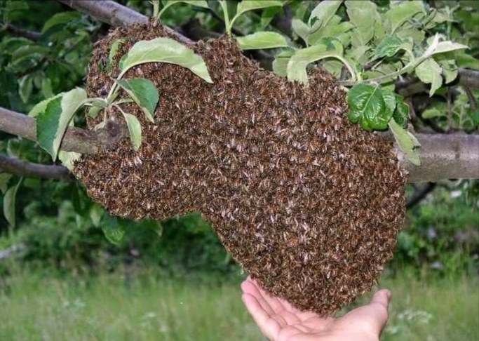 Atención a las abejas Cuando aparece un enjambre como este, mantén la calma y contacta a los bomberos: ellos tienen una lista de apicultores capaces de recoger el enjambre de manera segura. Aunque puede impresionar, estas abejas simplemente están en tránsito y no permanecerán más de 24 horas aproximadamente. No representan ningún peligro siempre que no se les moleste. Protejamos estos enjambres migratorios: las abejas son esenciales para nuestra supervivencia.