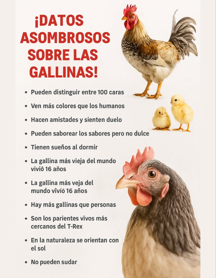 Las gallinas son más sorprendentes de lo que imaginas! 

Aquí algunos datos curiosos que seguro no sabías:

 Pueden reconocer hasta 100 caras diferentes
 Ven más colores que los humanos 
 Forman amistades y sienten duelo
 Saborean muchos sabores, pero no perciben lo dulce
 Tienen sueños al dormir! 
 La gallina más vieja vivió 16 años
 Existen más gallinas que personas en el mundo 
 Son los parientes vivos más cercanos del T-Rex 練
 En la naturaleza, se orientan con el sol 
 Y algo curioso: no pueden sudar

Las gallinas no solo son animales de granja, también son seres llenos de inteligencia y emociones! 
#GallinasSorpresivas #DatosCuriosos  #MundoAnimal