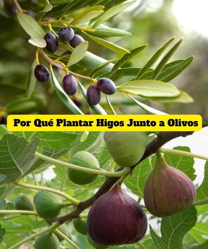 Por Qué Plantar Higos Junto a Olivos Un antiguo truco agrícola revela el secreto: el higo protege la aceituna La mosca del olivo, una de las plagas más dañinas, se siente irresistiblemente atraída por el aroma dulce de los higos. Al acercarse y tocar la fruta del higo, el insecto muere el jugo del higo actúa como una trampa letal natural. La solución tradicional: plantar una higuera cada cuatro olivos para mantener la plaga bajo control. Sin pesticidas, sin químicos. Solo el poder de la naturaleza protegiendo tu cosecha de forma orgánica, sostenible y ancestral.
