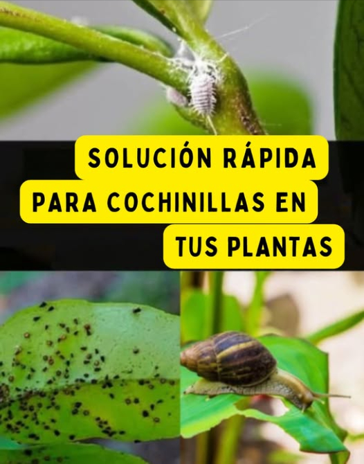 Adiós a cochinillas, pulgones, caracoles y otras plagas de tus plantas Las plagas más comunes y dañinas: Cochinillas: grises o blancas, se esconden en la parte trasera de las hojas y absorben nutrientes. Pulgones: pequeños insectos amarillos, verdes, rojos o blancos que chupan la savia de tallos y hojas. Caracoles: dejan un rastro viscoso y pueden devorar hojas y frutos en una sola noche. La buena noticia: puedes combatirlas con remedios naturales y económicos Recetas de insecticidas caseros: 1 Ceniza agua caliente Mezcla 1/3 de ceniza con agua caliente, añade una cucharada de jabón neutro, cuela y rocía las hojas 1 vez por semana durante un mes. 2 Ajo Deja un diente en agua 24 h y usa el líquido como spray. 3 Vinagre 2 cucharadas en 1 litro de agua, pulveriza sobre las hojas. 4 Leche 200 ml en 2 litros de agua, aplica directamente para un efecto rápido. Naturales, seguros y efectivos. Tus plantas te lo agradecerán con más vida y verdor