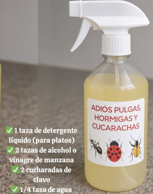 Guía rápida: Eliminación natural de pulgas, hormigas y cucarachas Ingredientes: 1 taza de detergente líquido para platos 2 tazas de alcohol o vinagre de manzana 2 cucharadas de clavo 1/4 taza de agua Preparación: 1 Hervir el agua y agregar los clavos. Dejar reposar 10 minutos. 2 Mezclar el detergente con alcohol o vinagre en otro recipiente. 3 Cuando el agua con clavos se enfríe, añadirla a la mezcla. 4 Verter en una botella con atomizador y agitar suavemente. Modo de uso: Pulverizar en esquinas, puertas, ventanas y zonas con insectos. Aplicar con regularidad para mantener alejadas las plagas. Mantener la limpieza del hogar para evitar atraer insectos. Resultado: Un hogar libre de plagas con una solución natural y eficaz. #GuíaRápida #GuíaRápida #EliminaciónNatural
