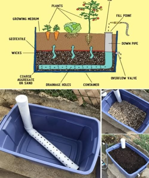 Guía Fácil sobre Jardines en Contenedores Autoirrigables contenedor autoirrigable Es un sistema de cultivo que proporciona agua de manera constante a las plantas, reduciendo la necesidad de riego frecuente. Componentes principales: Contenedor: Estructura que sostiene el sustrato y el depósito de agua. Puede ser de plástico, madera o metal. Sustrato medio de cultivo: Material similar al suelo donde crecen las plantas. Compuesto de turba, perlita, vermiculita y compost. Depósito de agua: Parte inferior del contenedor que almacena agua. Permite que el sustrato absorba la humedad necesaria. Mechas: Tiras de tela o cuerda que transportan el agua del depósito al sustrato. Geotextil: Barrera de tela que separa el sustrato del depósito, evitando que el suelo lo obstruya. Punto de llenado: Apertura para agregar agua al depósito. Válvula de desbordamiento: Previene que el depósito se sobrellene, drenando el exceso de agua. Agujeros de drenaje: Permiten que el agua en exceso salga, evitando que las raíces se pudran. funciona Se llena el depósito con agua. Las mechas absorben el agua del depósito. El sustrato toma agua de las mechas. Las plantas absorben agua del sustrato según lo necesiten. El exceso de agua se drena por los agujeros de drenaje. Beneficios de los jardines autoirrigables: Menos frecuencia de riego: Suministro constante de agua. Eficiencia en el uso del agua: El agua llega directamente a las raíces. Menor riesgo de exceso de agua: Se evita la pudrición de raíces. Mejor crecimiento de las plantas: La humedad constante favorece un desarrollo saludable. Ideal para jardineros ocupados: Perfecto para quienes no tienen tiempo para regar con frecuencia. Consejos adicionales: Elige un contenedor del tamaño adecuado para tus plantas. Utiliza un sustrato bien drenado. Revisa regularmente el nivel de agua en el depósito. Fertiliza tus plantas para asegurarles los nutrientes necesarios. Protege tus plantas de temperaturas extremas y condiciones climáticas severas.