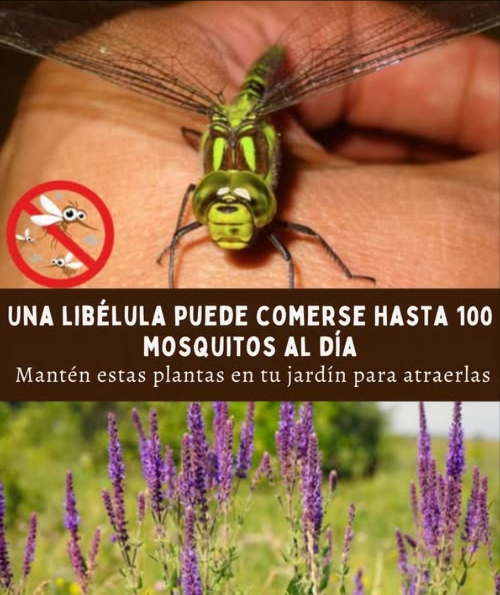 Atrae libélulas al jardín devoran cientos de mosquitos al día Plantas que ayudan a atraerlas: Enea totora Refugio ideal y zona de cría Nenúfares Perfectos para descansar sobre el agua Liatris estrella llameante Atrae a sus presas naturales Lantana Flores llamativas e irresistibles Eupatorio hierba de Joe-Pye Fuente de néctar y punto clave para polinizadores Un jardín natural y acogedor para disfrutar sin mosquitos