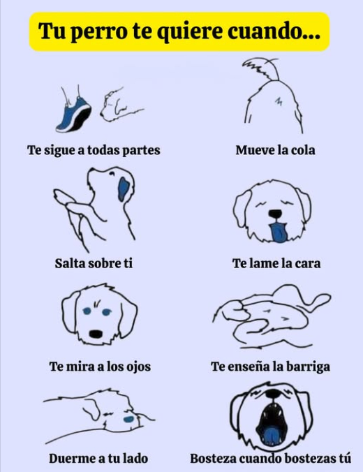 Señales de que tu perro realmente te ama   
El vínculo entre tú y tu perro se nota en sus gestos cotidianos. Te sigue a todas partes, mueve la cola feliz, salta sobre ti para saludarte, te lame la cara con cariño, te mira a los ojos creando una conexión especial, te muestra la barriga como signo de confianza, duerme a tu lado para sentirse seguro e incluso bosteza cuando tú bostezas. Estos comportamientos revelan amor puro, lealtad y un apego auténtico.
