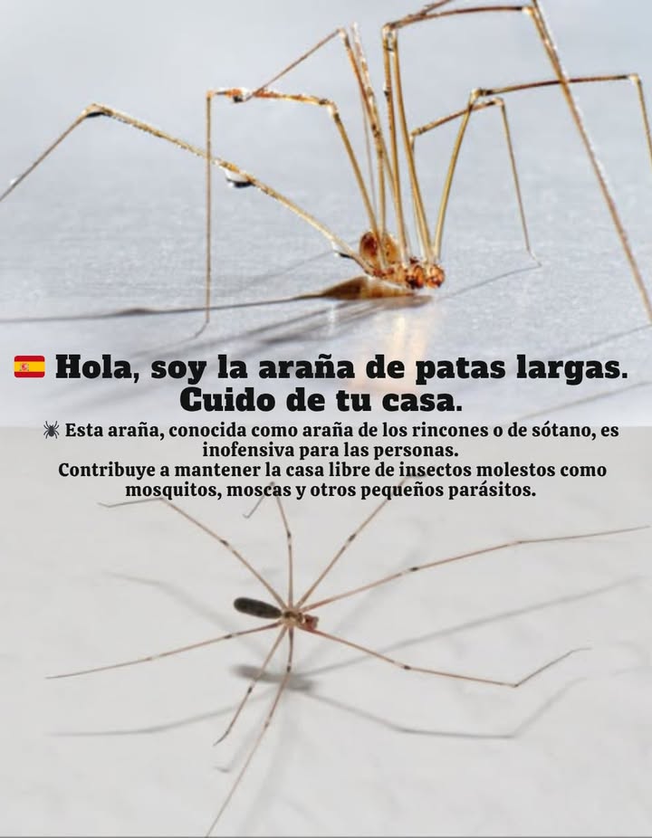 La araña segadora: la guardiana silenciosa del hogar   
Discreta y delgada, la araña segadora, perteneciente a la familia de los Pholcidae, es inofensiva para el ser humano.  
Desempeña un papel valioso en el control natural de plagas: captura especialmente moscas, cucarachas e incluso especies más temidas como las arañas violinistas o las viudas negras.  
Su presencia, a menudo percibida como indeseable debido a sus telarañas, aporta sin embargo verdaderos beneficios ecológicos.  
Esta aliada silenciosa participa en el equilibrio natural del hogar, limitando la proliferación de insectos y favoreciendo un ambiente sano sin productos químicos.
