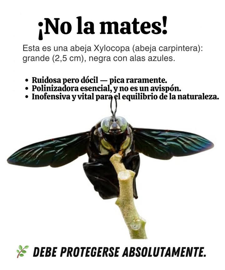 No la mates  Descubre la abeja Xylocopa  
Esta abeja carpintera es una de las más grandes que se pueden encontrar, alcanzando aproximadamente 2.5 cm de largo.  
 Cómo reconocerla:  
 Cuerpo negro con alas azules y brillantes  
 Vuelo rápido y ruidoso, a menudo impresionante  
 A veces confundida con el avispa asiática  
 Pero es dulce y valiosa:  
 Pica raramente solo si se la agarra o persigue  
 No es agresiva  
 Polinizadora esencial y muy útil en el jardín  
 Pequeña curiosidad:  
Aunque se le llama abeja solitaria, puede anidar lado a lado en pequeños grupos.  
 A proteger absolutamente: rara e indispensable, la Xylocopa participa en el equilibrio que hace que los jardines sean vivos y florecientes.