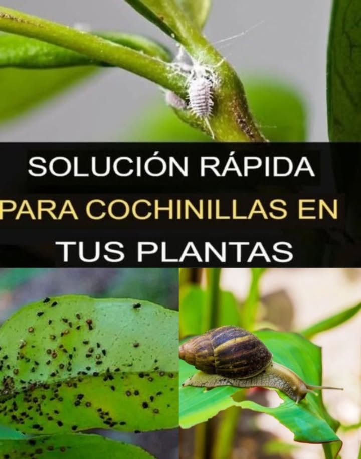 Adiós a cochinillas, pulgones, caracoles y otras plagas de tus plantas 
Las plagas más comunes y dañinas:
 Cochinillas: grises o blancas, se esconden en la parte trasera de las hojas y absorben nutrientes.
 Pulgones: pequeños insectos amarillos, verdes, rojos o blancos que chupan la savia de tallos y hojas.
 Caracoles: dejan un rastro viscoso y pueden devorar hojas y frutos en una sola noche.
 La buena noticia: puedes combatirlas con remedios naturales y económicos 
 Recetas de insecticidas caseros:
1 Ceniza  agua caliente  Mezcla 1/3 de ceniza con agua caliente, añade una cucharada de jabón neutro, cuela y rocía las hojas 1 vez por semana durante un mes.
2 Ajo  Deja un diente en agua 24 h y usa el líquido como spray.
3 Vinagre  2 cucharadas en 1 litro de agua, pulveriza sobre las hojas.
4 Leche  200 ml en 2 litros de agua, aplica directamente para un efecto rápido.
 Naturales, seguros y efectivos. Tus plantas te lo agradecerán con más vida y verdor! 

#AdiósPlagas #Cochinillas