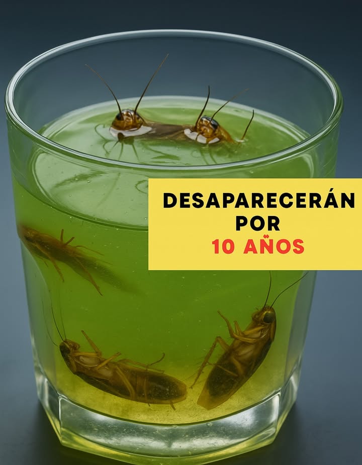 烈 INSECTICIDA CASERO PODEROSO!  
Despídete de mosquitos, cucarachas y otros insectos de forma natural y efectiva 林  

 Ingredientes necesarios:  

200 ml de agua  

20 clavos de olor  

1 paquete de naftalina 30 g  

100 ml de detergente neutro  

100 ml de alcohol líquido 46  

200 ml de vinagre blanco  

 Preparación y aplicación:  
1 Prepara el extracto de clavo:  
Hierve los clavos en 200 ml de agua durante 2 minutos.  
Tapa y deja reposar por 5 minutos.  

2 Disuelve la naftalina:  
Vierte el extracto caliente en un recipiente y añade la naftalina.  
Revuelve hasta que se disuelva completamente.  

3 Mezcla todos los ingredientes:  
Pasa la mezcla a una botella PET limpia.  
Agrega el vinagre, el alcohol y el detergente.  
Agita bien hasta integrar todo.  

4 Aplícalo en los lugares correctos:  
Coloca la mezcla en un atomizador.  
Rocía ventanas, puertas, rincones, zócalos y zonas donde suelen aparecer insectos.  

 Con esta receta tu casa quedará protegida de plagas sin recurrir a productos tóxicos ni costosos!