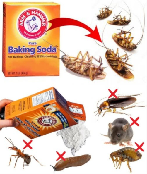 Deshazte de los insectos con este truco casero infalible El bicarbonato de sodio es más que un limpiador multiusos. Usado correctamente, se convierte en un insecticida natural que elimina cucarachas, mosquitos y hormigas sin necesidad de químicos tóxicos. Cebo casero para cucarachas: Mezcla 1 taza de bicarbonato de sodio 1 taza de azúcar glas. Coloca la mezcla en pequeños recipientes cerca de zonas infestadas. El azúcar atrae, el bicarbonato envenena. Resultado: cucarachas fuera. Spray repelente para mosquitos: 1 cdita de bicarbonato de sodio 1 cdita de aceite de oliva 5 cditas de vinagre de manzana Mezcla bien y vierte en un frasco con atomizador. Rocía en ventanas, rincones y entradas. Otros aliados naturales contra los insectos: Cebolla: cubos en agua espantan a los insectos por su olor. 龍 Ajo: triturado con agua, aceite y jabón; rocía donde haya plagas. Guindilla: 3 cucharadas hervidas en 4 L de agua, reposa 24 h, añade jabón y usa como spray. Plantas repelentes: albahaca, lavanda, caléndula y romero decoran y protegen. Aceite esencial de menta: 10 gotas en agua, rocía para espantar cucarachas, arañas y hasta ratones! Tu hogar, libre de insectos y sin químicos. El poder está en tu cocina. Usa estos ingredientes naturales y dile adiós a los invasores.