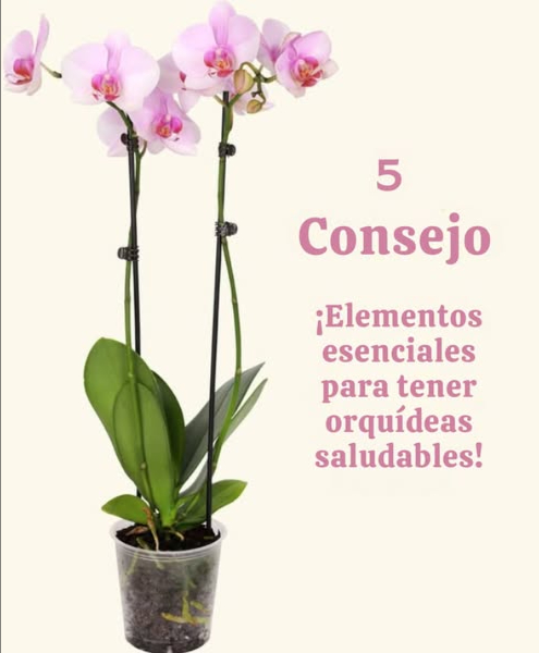 5 Consejos Esenciales Para Orquídeas en Plena Salud! Para mantener tus orquídeas felices, aquí están los pasos simplificados a seguir: 1. Proporciona luz indirecta adecuada: Coloca tus orquídeas cerca de una ventana luminosa sin exposición directa al sol, para evitar quemaduras en las hojas. 2. Técnicas de riego: Riega tus orquídeas una vez a la semana, utilizando el método del "chapuzón semanal" para asegurar una hidratación suficiente sin empapar las raíces. 3. Elige el sustrato adecuado: Utiliza una mezcla de corteza, perlita y musgo para un drenaje óptimo, adaptado a las necesidades específicas de tu tipo de orquídea. 4. Fertilización: Durante la temporada de crecimiento, utiliza un fertilizante equilibrado como el 20-20-20 cada semana, diluido para evitar una sobrefertilización. 5. Trasplante: Trasplanta tus orquídeas cada 1 a 2 años después de la floración, usando una maceta ligeramente más grande y una nueva mezcla de trasplante bien drenante. Estos consejos simples deberían ayudar a tus orquídeas a prosperar!