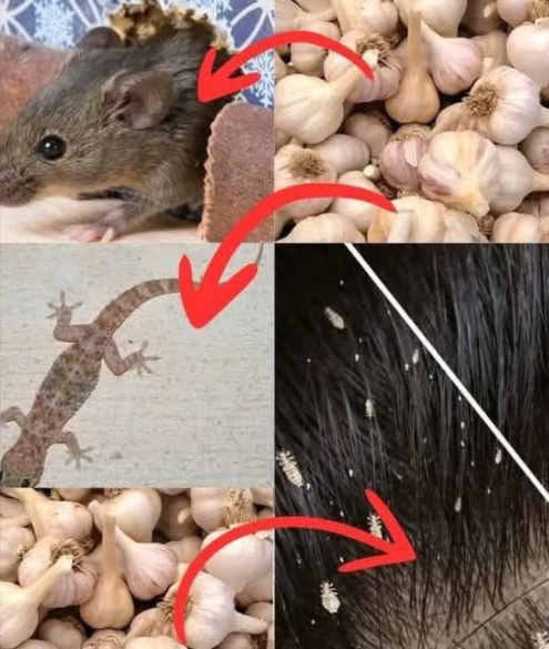 El ajo no es solo para tus guisos... es un arma natural poderosa. En lugar de usar productos químicos contra ratones, moscas, piojos, cucarachas, etc., usa ajo. Es una solución biológica, eficaz, económica y ecológica. Se ha usado durante siglos pero hoy muchos lo ignoran. 1. Ahuyentar ratones Método: Machaca unos dientes de ajo, ponlos en algodón y colócalos en las esquinas. Efecto: El olor actúa como una barrera invisible. Los ratones huyen. 2. Repeler moscas Método: Licúa ajo con agua, cuela y rocía en puertas y ventanas. Efecto: Las moscas no soportan el olor. No vuelven. 3. Eliminar piojos Método: Aplica una pasta de ajo con un poco de agua en el cuero cabelludo. Efecto: Asfixia los piojos y sus huevos. Sin químicos. 4. Espantar cucarachas Método: Ajo machacado en recipientes, bajo fregaderos y rincones oscuros. Efecto: Se desorientan y se marchan. 5. Ahuyentar lagartijas Método: Aplica pasta de ajo en las entradas de la casa. Efecto: Barrera olfativa. No se acercan. 6. Alejar mosquitos Método: Pulveriza ajo con agua alrededor de la casa. Efecto: Repelente natural. Duerme tranquilo. El futuro está en lo simple. El ajo es hacking ecológico: menos veneno, más sentido común. Convierte tu hogar en una zona libre sin químicos.