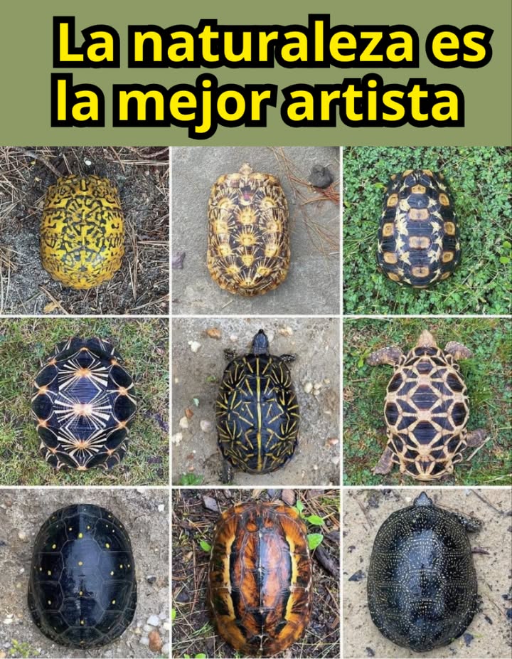 La naturaleza es la mejor artista 

Mira estos increíbles caparazones de tortugas, cada uno con patrones únicos y colores impresionantes. 
Desde líneas que parecen bordados hasta puntos como constelaciones, estas joyas vivientes nos recuerdan lo asombrosa que puede ser la evolución. 

#LaNaturalezaEsArte  #ArteNatural