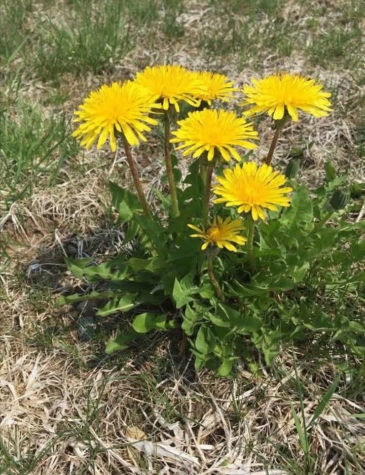 Sabías que si no tuvieras dispositivos especiales para predecir el mal tiempo, simplemente podrías encontrar un diente de león? Son una de las muchas plantas que cierran sus pétalos cuando se acerca la lluvia para proteger el polen. Las bolas de semillas también hacen esto con sus plumas para que las plántulas tengan menos probabilidades de volar durante vientos fuertes. Otras plantas como los tulipanes, caléndulas y algunas margaritas también lo hacen .