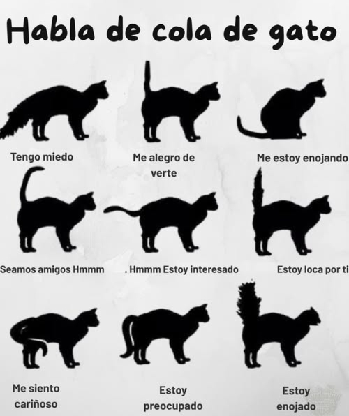 Entendiendo el lenguaje del rabo de tu gato! Qué dice el rabo de tu gato? Rabo erguido Estado de ánimo: Feliz, seguro! Se siente sociable, seguro y contento de verte! Rabo curvado o doblado en la punta Estado de ánimo: Amigable, curioso Una señal de que está en un estado de ánimo juguetón o relajado. Es un momento perfecto para interactuar. Rabo entre las piernas Estado de ánimo: Miedoso, sumiso Tu gato se siente ansioso o asustado. Ofrécele un espacio tranquilo y seguro para retirarse. Rabo agitado o golpeando Estado de ánimo: Irritado, enojado Retrocede! Esta acción del rabo es una clara señal de que está molesto o sobreestimulado. Rabo hinchado Estado de ánimo: Aterrorizado o agresivo Tu gato está en alerta máximaintenta parecer más grande para asustar a las amenazas. 裡 Rabo moviéndose lentamente Estado de ánimo: Ligeramente molesto o incierto A diferencia de los perros, el movimiento lento del rabo en los gatos puede señalar conflicto interno o incomodidad. Revisa el lenguaje corporal completo. Rabo temblando mientras está erguido Estado de ánimo: Emocionado, alegre A menudo se ve durante los saludos o cerca de lugares favoritoseste movimiento del rabo es una señal de afecto y alegría! Por qué importa hablar del rabo: Aprender las señales del rabo de tu gato te ayuda a: Construir una confianza más profunda Evitar desencadenantes de estrés Fortalecer tu vínculo Convertirte en el humano favorito de tu gato