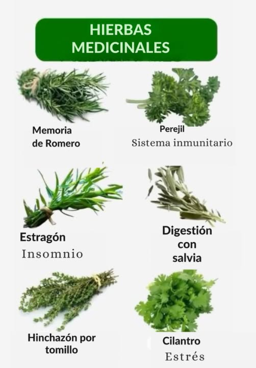 Hierbas Medicinales: Aliadas Naturales para la Salud Las hierbas medicinales han sido utilizadas por siglos en la medicina natural gracias a sus múltiples beneficios para la salud. Incorporarlas en la alimentación o como infusión puede ayudarnos a mejorar el bienestar de forma natural. Aquí te presentamos 6 hierbas con propiedades terapéuticas: Romero Mejora la Memoria Ayuda a la concentración, estimula la circulación cerebral y combate el estrés mental. Perejil Refuerza el Sistema Inmunológico Rico en antioxidantes y vitaminas, fortalece las defensas y ayuda a eliminar toxinas del cuerpo. Estragón Combate el Insomnio Posee propiedades sedantes naturales que favorecen un sueño reparador. Salvia Mejora la Digestión Alivia problemas estomacales, reduce la inflamación y mejora el tránsito intestinal. Tomillo Reduce la Hinchazón Favorece la digestión, tiene propiedades antimicrobianas y es ideal para aliviar la hinchazón abdominal. Cilantro Disminuye el Estrés Actúa como relajante natural y ayuda a combatir la ansiedad y el nerviosismo. Cómo Usarlas: Prepara una infusión con la hierba de tu elección. 綾 Agrégalas a tus comidas para potenciar su efecto medicinal. Usa aceites esenciales o extractos naturales para tratamientos específicos. #HierbasMedicinales #SaludNatural #Bienestar