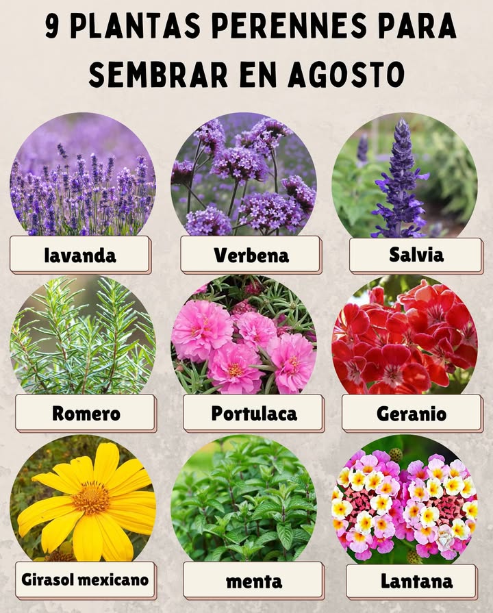 9 Plantas perennes para sembrar en agosto climas cálidos y templados 1. Lavanda Aromática, resistente y atractiva para abejas Ideal para suelos bien drenados y mucho sol 2. Verbena Florece casi todo el año en zonas cálidas Tolera sequía y embellece bordes y macizos 3. Salvia Planta rústica con flores coloridas y duraderas Perfecta para atraer polinizadores 4. Romero Aromática de bajo mantenimiento Crece bien en macetas o directamente en tierra 5. Portulaca Verdolaga flor Suculenta con floración abundante Excelente para zonas calurosas y suelos pobres 6. Geranio Resistente y decorativo Prospera en sol directo y riego moderado 7. Girasol mexicano Tithonia Vigorosa, de rápido crecimiento Aporta color y atrae mariposas 8. Menta Perfumada y útil en cocina y medicina natural Prefiere lugares semi sombreados y húmedos 9. Lantana Florece todo el año en zonas tropicales Muy resistente al calor y la sequía
