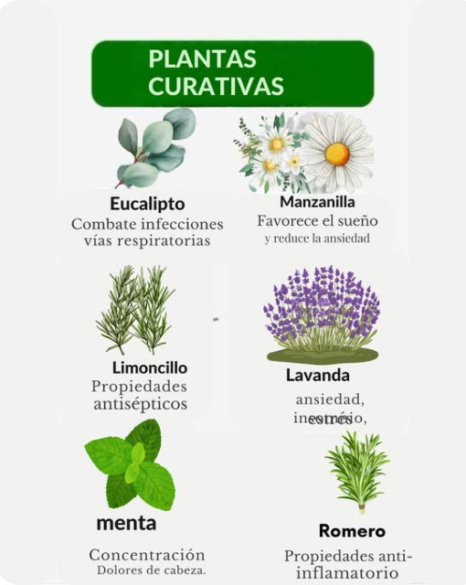 Plantas Medicinales: El Poder de la Naturaleza para Sanar Las plantas medicinales han sido utilizadas durante siglos para tratar diversas dolencias de forma natural y efectiva. Aquí te presentamos 6 plantas con increíbles propiedades curativas y sus beneficios: Eucalipto Combate las infecciones respiratorias, aliviando la congestión y favoreciendo la respiración. Manzanilla Favorece el sueño y reduce la ansiedad, siendo ideal para relajarse y aliviar el estrés. Hierba de Limón Citronela Posee propiedades antisépticas y ayuda a fortalecer el sistema inmunológico. Lavanda Alivia la ansiedad, el insomnio y el estrés, promoviendo un estado de calma y bienestar. Menta Piperita Mejora la concentración y alivia los dolores de cabeza, gracias a su efecto refrescante. Romero Conocido por sus propiedades antiinflamatorias, es ideal para mejorar la circulación y aliviar dolores musculares. Cómo Incorporarlas en tu Vida: Infusiones Prepara tés con estas plantas para aprovechar sus beneficios. Aromaterapia Usa aceites esenciales para reducir el estrés y mejorar el bienestar. Cocina Saludable Agrega estas hierbas a tus comidas para potenciar su valor medicinal. #PlantasMedicinales #SaludNatural #RemediosCaseros #Bienestar #VidaSaludable #CuidadoNatural