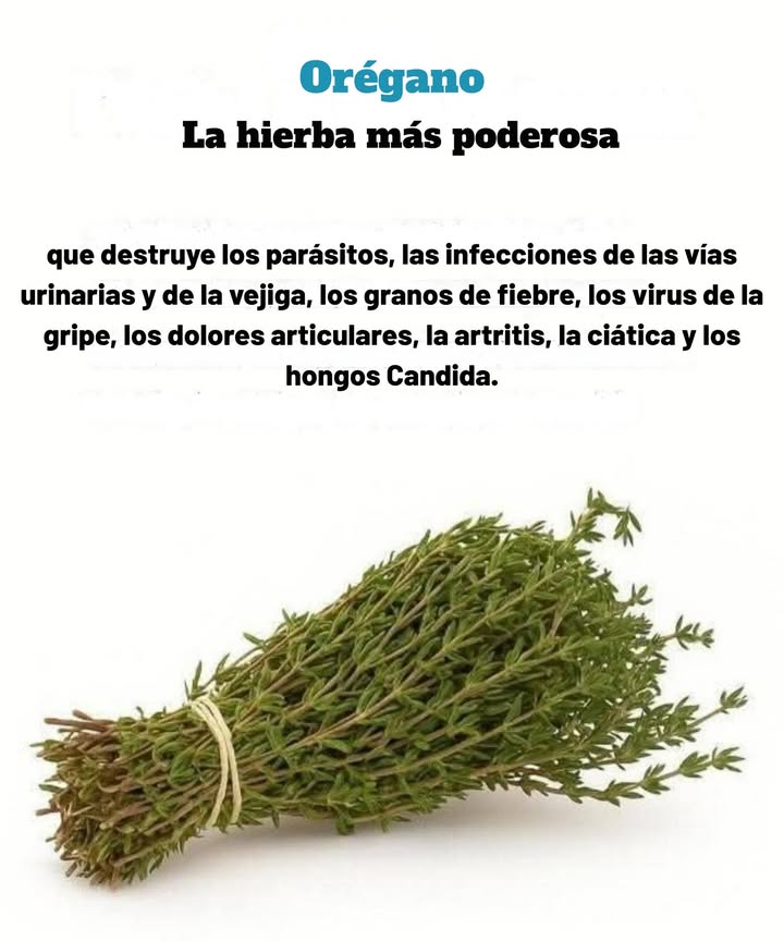 RECETAS MEDICINALES CON ORÉGANO 1 Infusión de Orégano para Resfriados y Gripe Ingredientes 1 cucharadita de orégano seco o ramita fresca 1 taza de agua caliente Miel y limón opcional Preparación Hervir el agua. Añadir el orégano y dejar reposar 10 minutos. Colar, agregar miel y limón. Cómo tomar 23 veces al día Alivia tos, mucosidad, fiebre y gripe