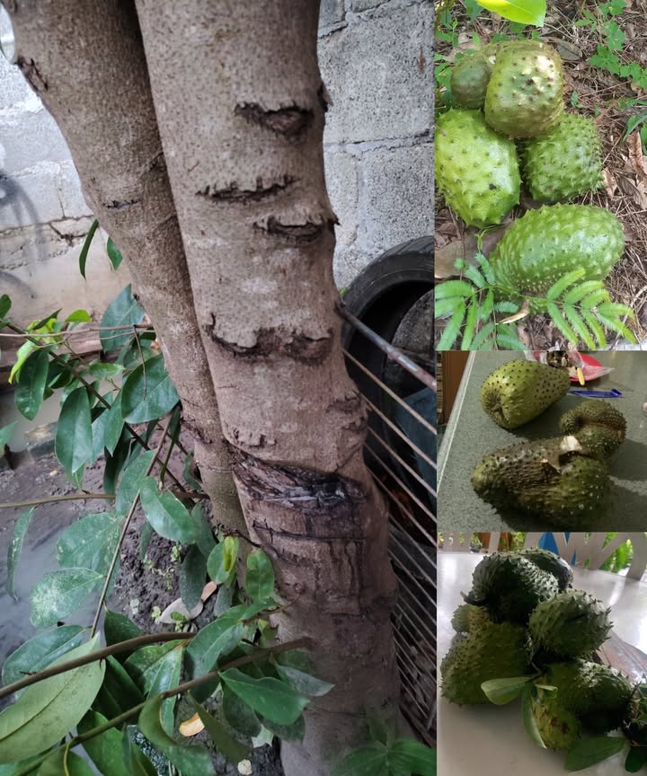 Si tu planta de guanábana no está floreciendo, este truco es infalible. Realiza algunos cortes en el tallo y observarás cómo se llena de frutos. Hazlo durante la luna menguante.