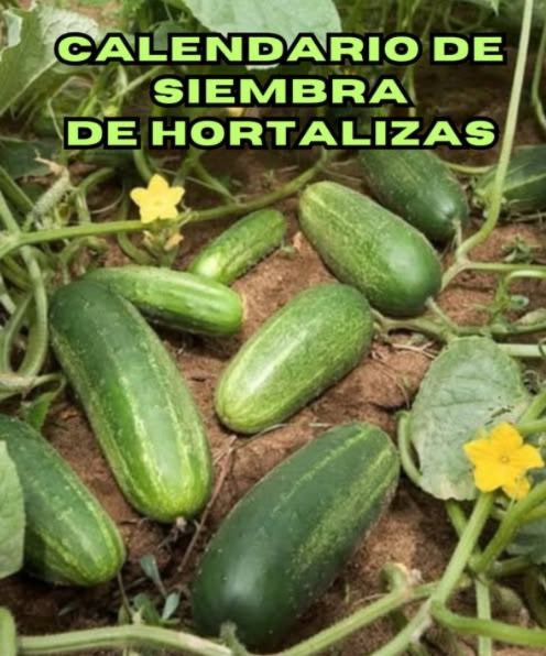 Calendario de Siembra de Verduras
1. Tomate  : meses 8  9  10
2. Berenjena  : meses 2  7  8  9
3. Pimiento  : meses 8  9
4. Pepino 勒 : meses 2  3  8  9
5. Calabaza  : mes 8
6. Calabacín 勒 : meses 2  3  8  9
7. Sandía  : meses 2  3  8  9
8. Melón  : meses 2  3  8  9
9. Maíz  : meses 2  5
10. Okra  : meses 2  3  8
11. Fresa  : meses 9  10  11
12. Patata 凜 : meses 10  11  12
13. Frijol 齃 : meses 9  10
14. Habas  : meses 10  11
15. Lechuga 塞 : meses 2  3  10  11
16. Cebolla 暈 : meses 9  10  11
17. Ajo 龍 : meses 10  11
18. Malva  : meses 2  3
19. Perejil  : meses 10  11  12  1
20. Cilantro  : meses 2  3  10  11  12
21. Berro  : meses 9  10  11
22. Eneldo  : meses 2  3  10  11
23. Espinaca  : meses 10  11
24. Fenogreco  : meses 11  12
25. Zanahoria 凌 : meses 10  11
26. Menta  : meses 1  2  3  9  10  11
Este calendario indica los períodos ideales para plantar tus verduras y asegurar una cosecha sana y abundante.