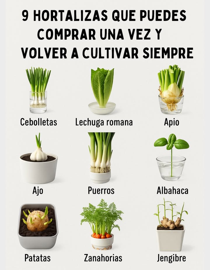 凌 9 Vegetales que Puedes Comprar Una Vez y Volver a Cultivar Para Siempre Cebollas Verdes Las raíces en agua brotan nuevos tallos en solo unos días. Lechuga Romaine La base en agua envía nuevas hojas frescas y tiernas. Apio La base cortada vuelve a crecer tallos crujientes cuando se mantiene en agua. Ajo Un solo diente en tierra crece hasta convertirse en un bulbo completo o brotes verdes. Puerros Los extremos de raíz en agua vuelven a crecer tallos altos y sabrosos. Albahaca Un tallo en agua forma raíces, listo para plantar en tierra. Papas Piezas brotadas producen una nueva cosecha bajo tierra. Zanahorias para hojas Las partes superiores en agua crecen hojas verdes frescas para decorar. Jengibre Un rizoma plantado en tierra produce nuevas raíces cosechables.