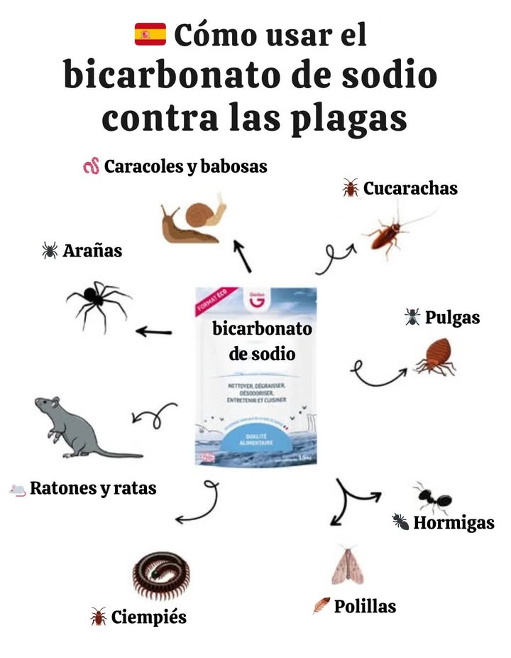 Cómo utilizar el bicarbonato de sodio contra los plagas 聯 Cucarachas 荒 Bicarbonato azúcar en partes iguales. Espolvorear detrás de los electrodomésticos y a lo largo de los zócalos. Pulgas 裂 Bicarbonato sal. Espolvorear sobre alfombras y camas. Dejar actuar y luego aspirar. Hormigas Bicarbonato azúcar glas. Espolvorear cerca de los caminos de hormigas. Polillas 曆 Una caja abierta de bicarbonato en los armarios o roperos. Ratones y ratas Bicarbonato harina. Colocar cerca de los agujeros o excrementos. Arañas Solución de bicarbonato agua. Pulverizar en las esquinas y grietas. Caracoles, babosas y ciempiés Espolvorear directamente para deshidratarlos y eliminarlos. Consejo adicional Seguro para niños y mascotas. Alternativa ecológica a productos químicos agresivos. Un aliado simple y poderoso para un hogar limpio y libre de plagas.