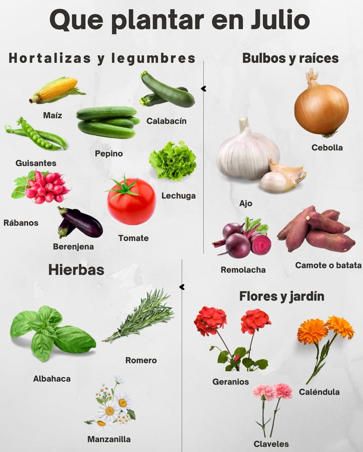 Flores, hortalizas y verduras para plantar en el mes de Julio. Maíz, pepino, calabacín y tomates prosperan con temperaturas cálidas. Guisantes, rábanos y lechuga siguen creciendo bien si se riegan con frecuencia. Siembra ajo, cebolla, remolacha y batata para cosechas de otoño. Añade hierbas como albahaca, romero y manzanilla para usos culinarios y medicinales. Planta geranios, caléndulas y claveles para atraer polinizadores y dar color al jardín. Cultiva en verano con riegos regulares y suelo bien nutrido para aprovechar todo su potencial.