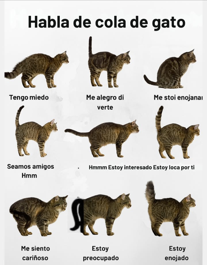 Entendiendo el lenguaje del rabo de tu gato! Qué dice el rabo de tu gato? Rabo erguido Estado de ánimo: Feliz, seguro! Se siente sociable, seguro y contento de verte! Rabo curvado o doblado en la punta Estado de ánimo: Amigable, curioso Una señal de que está en un estado de ánimo juguetón o relajado. Es un momento perfecto para interactuar. Rabo entre las piernas Estado de ánimo: Miedoso, sumiso Tu gato se siente ansioso o asustado. Ofrécele un espacio tranquilo y seguro para retirarse. Rabo agitado o golpeando Estado de ánimo: Irritado, enojado Retrocede! Esta acción del rabo es una clara señal de que está molesto o sobreestimulado. Rabo hinchado Estado de ánimo: Aterrorizado o agresivo Tu gato está en alerta máximaintenta parecer más grande para asustar a las amenazas. 裡 Rabo moviéndose lentamente Estado de ánimo: Ligeramente molesto o incierto A diferencia de los perros, el movimiento lento del rabo en los gatos puede señalar conflicto interno o incomodidad. Revisa el lenguaje corporal completo. Rabo temblando mientras está erguido Estado de ánimo: Emocionado, alegre A menudo se ve durante los saludos o cerca de lugares favoritoseste movimiento del rabo es una señal de afecto y alegría! Por qué importa hablar del rabo: Aprender las señales del rabo de tu gato te ayuda a: Construir una confianza más profunda Evitar desencadenantes de estrés Fortalecer tu vínculo Convertirte en el humano favorito de tu gato