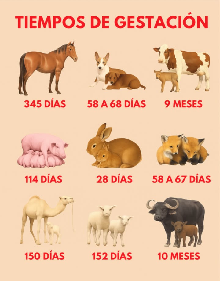 Guía práctica: Períodos de gestación de animales domésticos
 Caballo : 345 días
Gestación prolongada para que la cría nazca fuerte y camine desde el inicio.
 Perro : 58 a 68 días
Gestación corta, crías muy dependientes de la madre al nacer.
 Vaca : 9 meses
Similar al humano. El ternero puede levantarse rápidamente al nacer.
 Cerdo : 114 días
Camadas numerosas. Las crías se desarrollan rápido tras el parto.
 Conejo : 28 días
Tiempo corto que permite nacimientos frecuentes con crías que crecen velozmente.
 Cabra : 150 días
Nacen cabritos fuertes que se adaptan bien a distintos ambientes.
 Gato : 58 a 67 días
Camadas múltiples. Los gatitos son frágiles y dependen completamente de la madre.
 Oveja : 152 días
Las crías nacen listas para moverse y seguir a su madre.
 Búfalo : 10 meses
Larga gestación para asegurar crías fuertes en entornos rurales.

#GestaciónAnimal #AnimalesDomésticos  #MascotasFelices