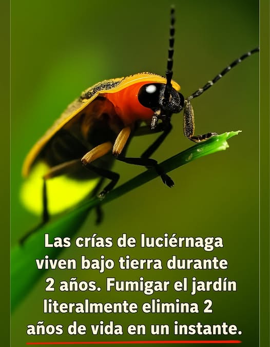 Salva las LuciérnagasEmpieza Bajo Tierra Las luciérnagas bebés viven de 1 a 2 años bajo tierra, alimentándose de plagas y preparándose para iluminar nuestras noches de verano. Pero un solo spray de pesticidas puede acabar con toda una generación. No hay larvas = no hay brillo. Necesitan suelo húmedo y saludableno químicos. Protege tu suelo. Elige control de plagas natural. Deja que la magia regrese cada verano.